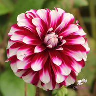 Vik Jesse Dahlia Tuber