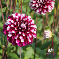 Vik Jesse Dahlia Tuber