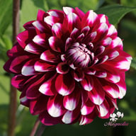 Vik Jesse Dahlia Tuber