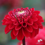 Viking Dahlia Knöl