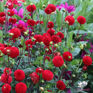 Viking Dahlia Knöl