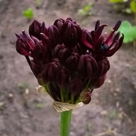 Vinlök 'Atropurpureum' Allium Bulbs