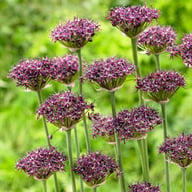Vinlök 'Atropurpureum' Allium Bulbs