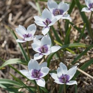 Pulchella Humilis Alba Coerulea Oculata Tulip Bulbs