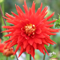 Vulkan Dahlia Knöl