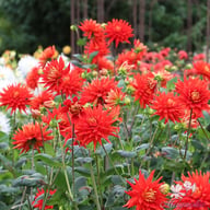 Vulkan Dahlia Knöl