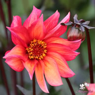 Waltzing Mathilda Dahlia Tuber