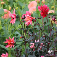 Waltzing Mathilda Dahlia Tuber