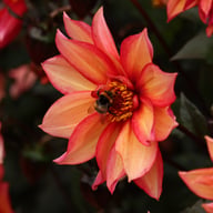 Waltzing Mathilda Dahlia Tuber