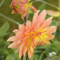 Wanda's Aurora Dahlia Tuber