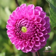 Westerton Folly Dahlia Tuber