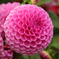 Westerton Folly Dahlia Tuber