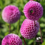 Westerton Folly Dahlia Tuber