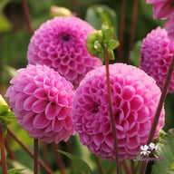 Westerton Folly Dahlia Tuber