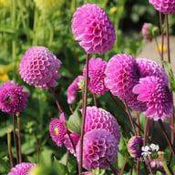 Westerton Folly Dahlia Tuber