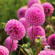 Westerton Folly Dahlia Tuber