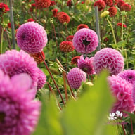 Westerton Folly Dahlia Tuber