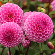 Westerton Folly Dahlia Tuber