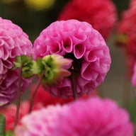 Westerton Folly Dahlia Tuber