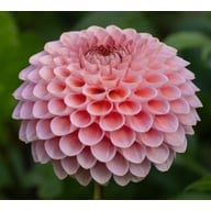 Westerton Pearl Tuber
