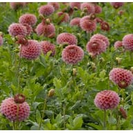 Westerton Pearl (cutting) Dahlia Cutting