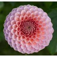 Westerton Pearl (cutting) Dahlia Cutting