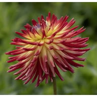 Weston Spanish Dancer Knöl
