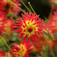 Weston Spanish Dancer Dahlia Knöl