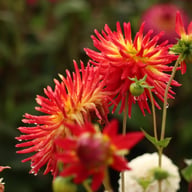 Weston Spanish Dancer Dahlia Knöl