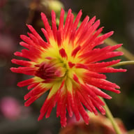 Weston Spanish Dancer Dahlia Knöl