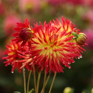 Weston Spanish Dancer Dahlia Knöl