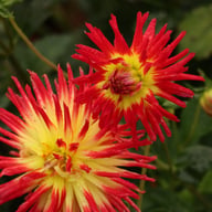 Weston Spanish Dancer Dahlia Knöl