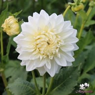 White Alva Dahlia Knöl