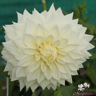 White Alva Dahlia Knöl