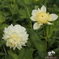 White Alva Dahlia Knöl
