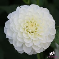 White Aster Dahlia Knöl