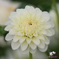 White Aster Dahlia Knöl