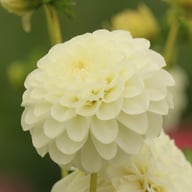 White Aster Dahlia Knöl