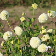 White Aster Dahlia Knöl