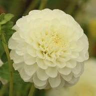 White Aster Dahlia Knöl