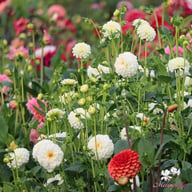 White Aster Dahlia Knöl