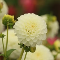 White Aster Dahlia Knöl