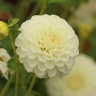 White Aster Dahlia Knöl