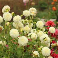 White Aster Dahlia Knöl
