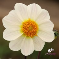 White Emperor Dahlia Tuber
