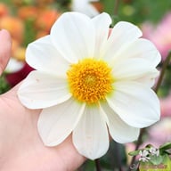 White Emperor Dahlia Tuber