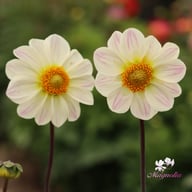 White Emperor Dahlia Tuber