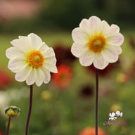 White Emperor Dahlia Tuber