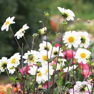 White Emperor Dahlia Tuber