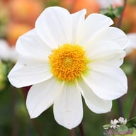 White Emperor Dahlia Tuber